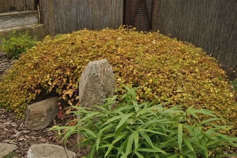 Стефанандра: посадка и уход в открытом грунте, виды и сорта, фото