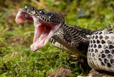 6 Most Rattlesnake Infested Areas in Connecticut