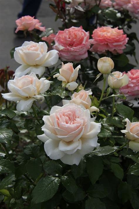 Роза Чандос Бьюти Фото И Описание – Telegraph