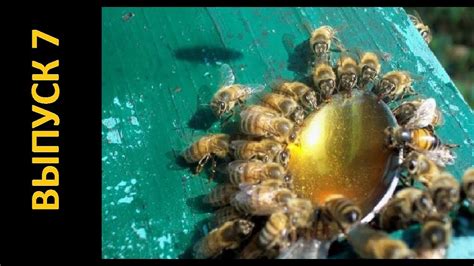 Поддерживающая подкормка. Готовим сироп пчелам. Выпуск 7 - YouTube