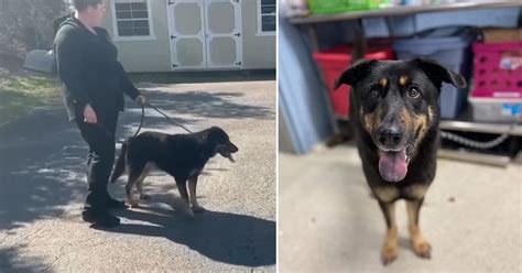 Perro fue abandonado en un refugio de animales porque sus dueños pensaron que era gay