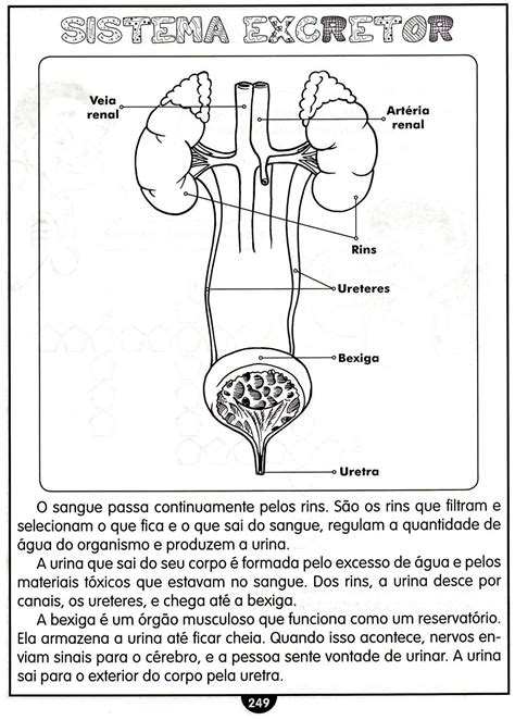Sistema Excretor Exercícios - Questões Sobre Sistema Excretor - RETOEDU