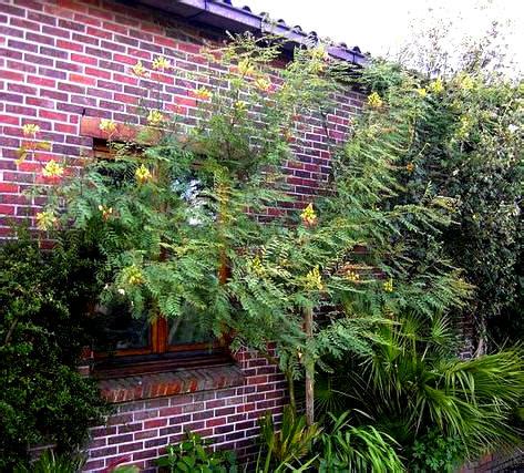 Caesalpinia Gilliesii Of Paradijsvogelstruik Is Een Kuipplant Met