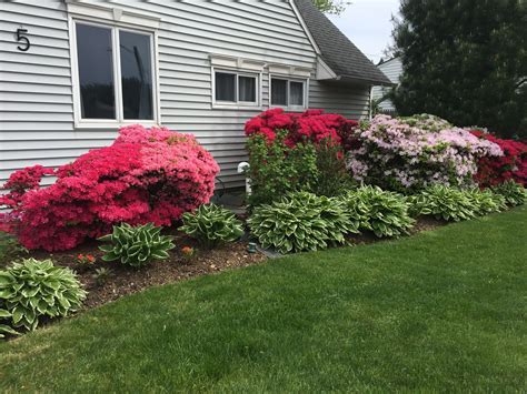 All My Azaleas 2017 Front Landscaping Front Yard Landscaping Landscape