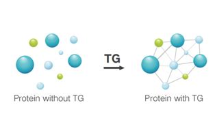 Transglutaminase Enzyme Transglutaminase Manufacturer Yiming