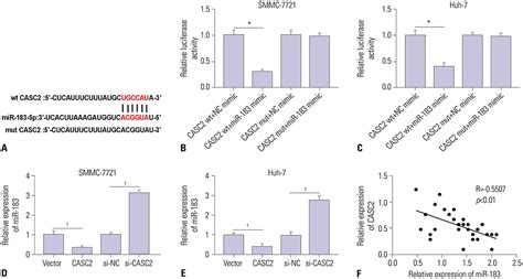 The Long Non Coding Rna Casc Suppresses Cell Viability Migration And