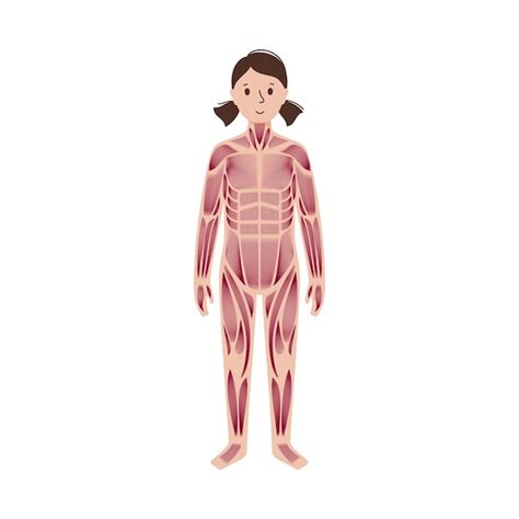Système Musculaire Humain Vecteur Premium