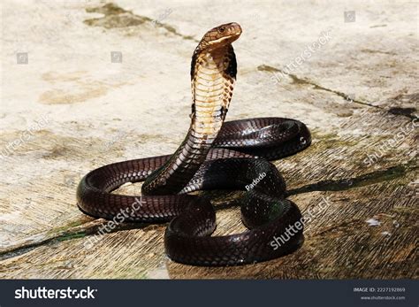 King Cobra Snake Dangerous Venomous Animal Stock Photo 2227192869