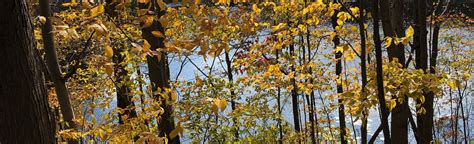 Tracy Lake 36 Reviews Map New York Alltrails