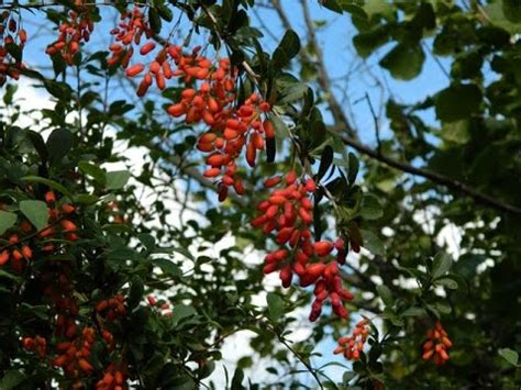 Барбарис Полезные свойства - YouTube