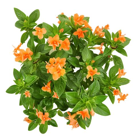 Crossandra Infundibuliformis Isolated On Transparent 46681020 Png