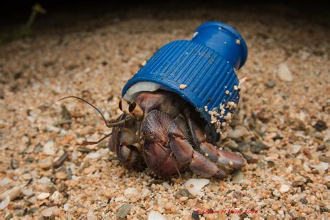 Hermit Crabs Worldwide Resorting To Plastic Waste As Shells Study