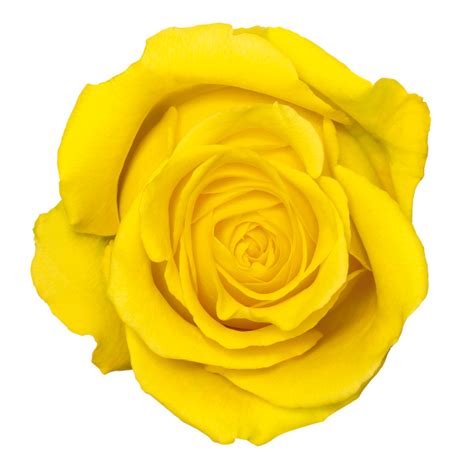 Yellow Rose Transparent Png Png Mart