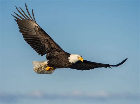 What Do Bald Eagles Eat? (Complete Guide) | Bird Fact