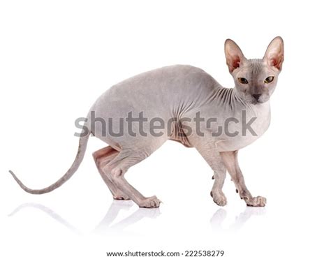 Bald Cat Cat Breed Sphinx Naked Stock Photo 222538279 Shutterstock