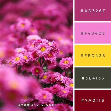 Beautiful Chrysanthemum Flower Blooming Color Palette #313