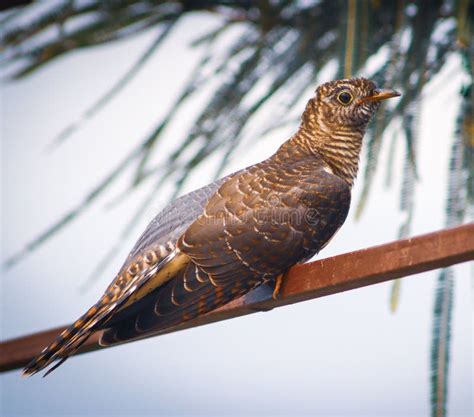 Close Up Shot Of A Common Cuckoo Sitting On A Metallic Pipe Stock Image