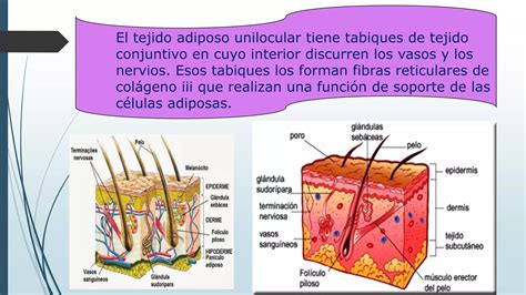 Tejido Adiposo Ppt