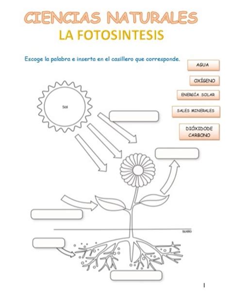 Fotosintesis Online Pdf Exercise Ciencias De La Naturaleza