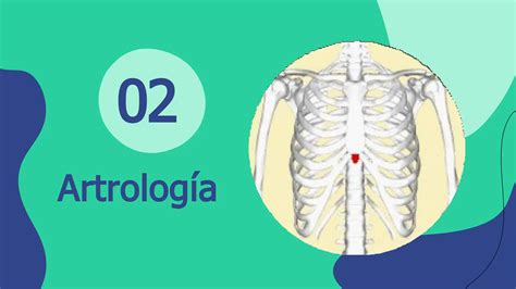 Introduccion Anatomia Osteologia Torax Pptx Descarga Gratuita