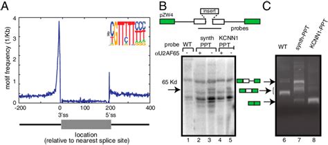 Exonic Binding Of The Intronic Activator U2af65 Inhibits Splicing