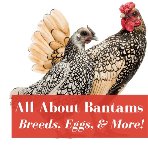 Bantam Chicken Breeds Chart With Pictures: A Visual Reference of Charts ...