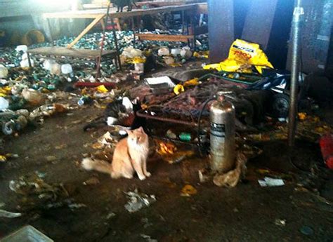 Animal Hoarding News And Info Cold Couple Busted For Rotting Cat Corpses