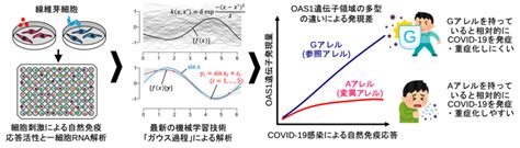 機械学習を応用した一細胞rnaデータ解析ツールを新たに開発～自然免疫反応の個人差がcovid 19のかかりややすさに影響～ テック・アイ生命科学