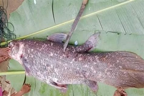 Apa Itu Coelacanth Jenis Ikan Purba Yang Tertangkap Nelayan Di