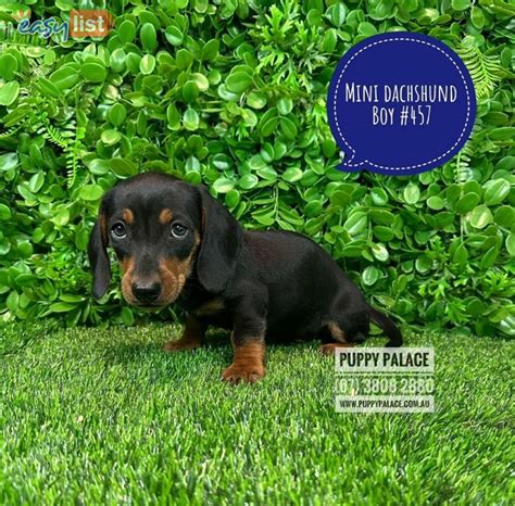26 Dachshund Puppies in Australia