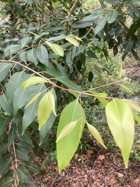 Myrtoideae From Reg Tanna Park West Gladstone Qld Au On November 21