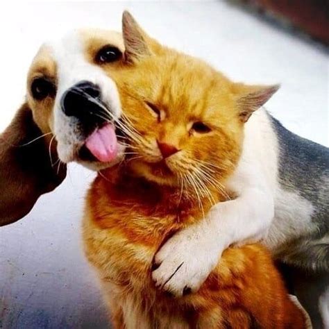 L Amiti Entre Chats Et Chiens Existe La Preuve En Images