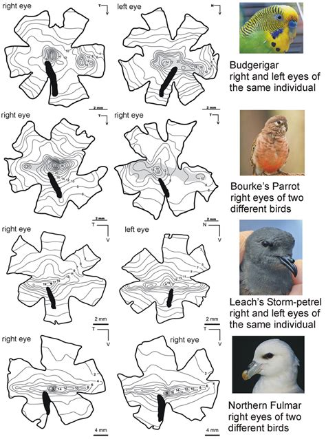 Sources Of Variation In Bird Eyes A Diagrammatic Cross Section