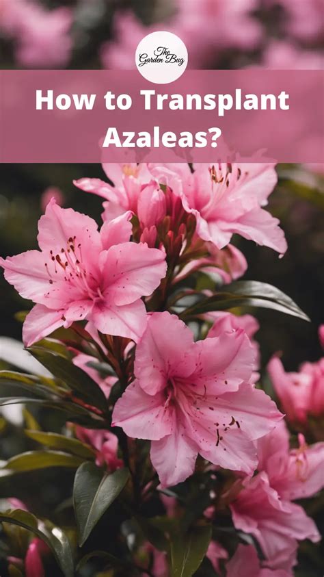 How To Transplant Azaleas Flower Garden Pictures