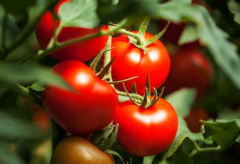 husky red tomato farm fresh selects