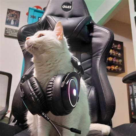 A White Cat Wearing Headphones Sitting In An Office Chair