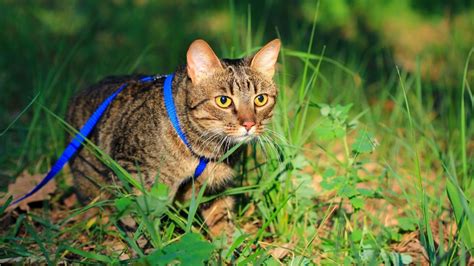 Tips To Follow Before Taking A Cat For A Walk Sepicat