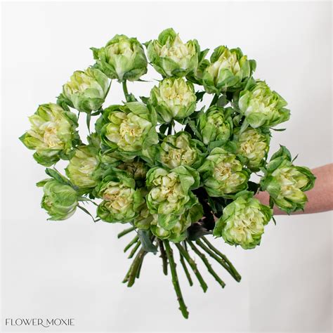 Green Veggie Garden Rose | DIY Wedding Flowers – Flower Moxie