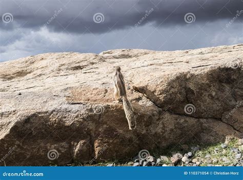 Ardilla De Tierra De Barbary En Las Rocas Que Miran Para Arriba El