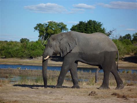 Discovering The Okavango Delta Andtraveller