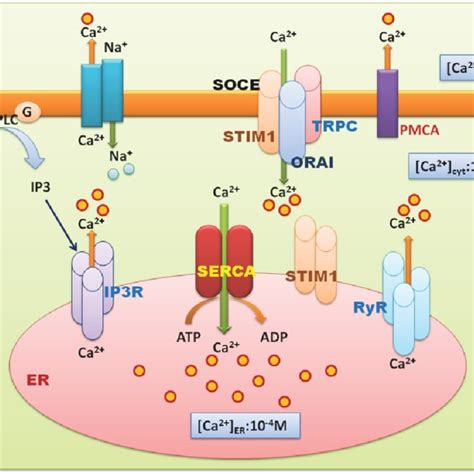 Er Stress Signaling Pathway Upon Induction Of Er Stress The Er