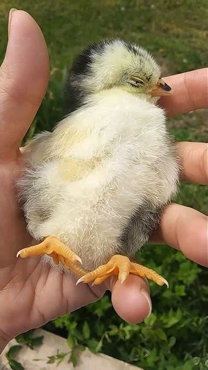 Куры пришли посмотреть на цыпленка - YouTube