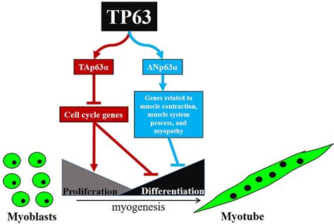 Frontiers Tp63 Transcripts Play Opposite Roles In Chicken Skeletal