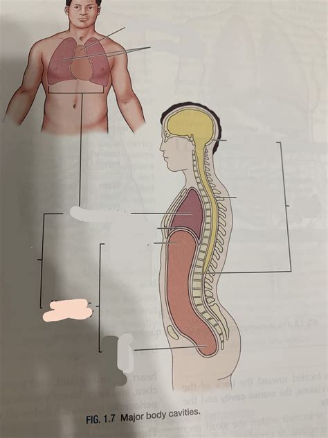 Major Body Cavities Diagram Quizlet