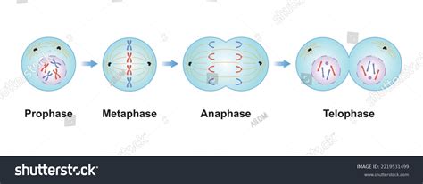 Scientific Designing Mitosis Phases Cell Division Stock Vector Royalty Free 2219531499