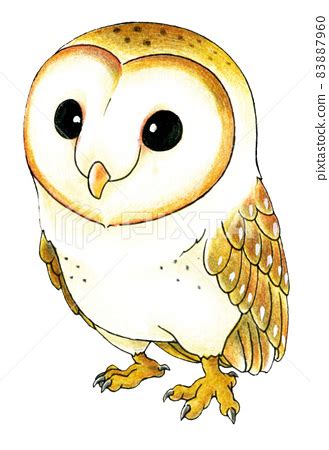 Cute Barn Owl Drawing