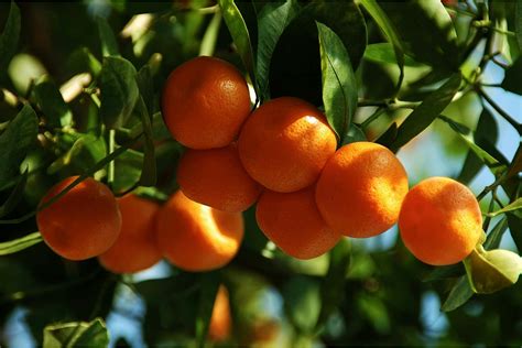 Calamondin