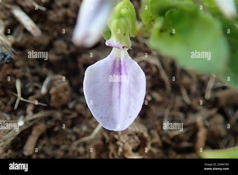 violet family violaceae plantae stock photo alamy