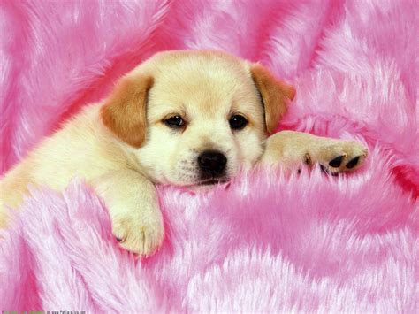 خلفيات كلب جميلة اروع صور كلاب كيوت 2025 Cute Dog Wallpapers صقور