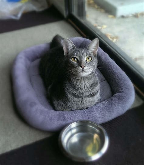 Animal rescue fundraisers: Paws for a heartwarming cause